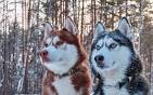 Red Siberian Huskies - Husky Puppies For Sale In The US ...