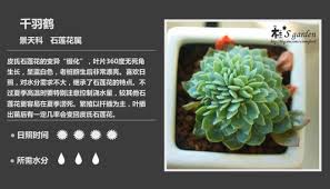 博文配图 二木花花男 新浪博客 succulents plants cactus