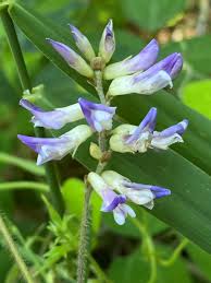 Image result for Amphicarpaea