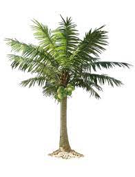 Coconut Tree Png Hd Images Free Download Palm Tree Png Fake Palm Tree Tree Photoshop