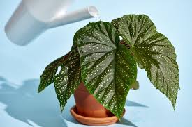 When plants don't look healthy it is tempting to give them more water and often this is a mistake. Begonia Plant Care How To Grow Maintain Begonia Plants Apartment Therapy