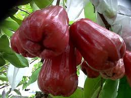Pin Oleh Shani Wi Di Fruit Trees Jambu Mawar Tanaman Buah