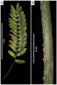 Image result for Zamiaceae