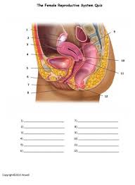 Female Reproductive System Quiz Female Reproductive System Reproductive System Female Reproductive System Anatomy