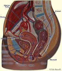 Bio202 Female Reproductive