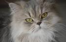 Just How Similar are the Exotic Shorthair and Persian Cats ...