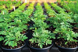 Image result for Jamesbrittenia micrantha