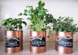 Krauter In Alten Dosen Bepflanzen Basteln Mit Blechdosen Blechdosen Upcycling
