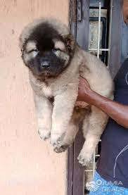 Caucasian dog in nigeria by topazjosh ( m ): How Much Is Caucasian Puppy In Nigeria