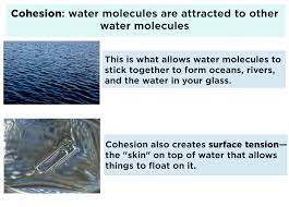 Additionally, its specific heat capacity is much higher than that of other substances. Why Does Water Support Life Overview Examples Expii