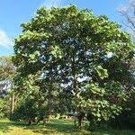 Image result for Neoboutonia