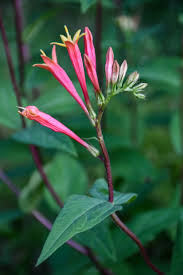 Image result for Spigelia