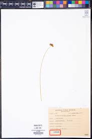 Image result for Trifolium purseglovei