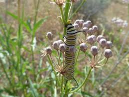 Asclepias Fascicularis Narrowleaf Milkweed Klamath Siskiyou Native Seeds