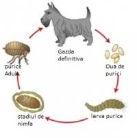 Pentru a înțelege cât de profesionist este un anumit specialist, trebuie să accesați profilul aceatui și să faceți cunoștință cu portofoliul lui, recenziile clienților despre abilitățile sale. Ce Sunt Puricii Lumea Satului