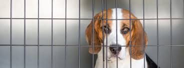 Er ist aufgeschlossen und menschenbezogen. Beagle In Not Beaglehund De