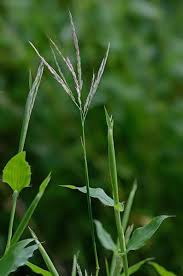 Image result for Arthraxon hispidus