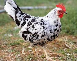 Black And White Speckled Chicken Name Tales From The Back Acher A Leghorn Named Opal It Is Reported That She Is Spoiled Chickens Backyard Best Egg Laying Chickens Breeds