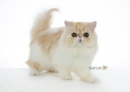 ทำความรู้จักแมวเปอร์เซีย (persian cat) แมวเปอร์เซีย หรือ persian cat คือหนึ่งในสายพันธุ์น้องแมวขนสวยยาวเงางาม และจัดเป็นหนึ่งในสิบสายพันธุ์แมว ที่ได้รับ. à¹à¸¡à¸§à¹€à¸›à¸­à¸£ à¹€à¸‹ à¸¢ Persian