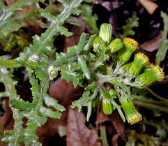 Image result for Synadenium angolense