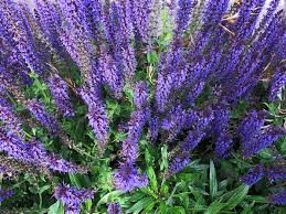 Image result for Salvia