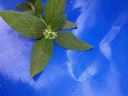 Image result for Spermacoce senensis