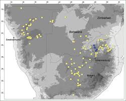 Image result for Coccinia subsessiliflora