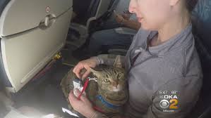 Some people ask whether they can obtain an esa letter from their physician. Are People Abusing System To Get Free Flights For Pets Cbs Pittsburgh