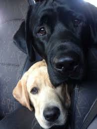 Black And White Labrador Puppy White And Black A Couple Dogs Cute Dogs Beautiful Dogs