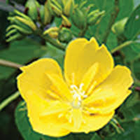 Image result for Eriolaena rulkensii