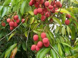 The netting should be tied together around the trunk with stockings of something with some give so the trunk isn't damaged. Lychee Wikipedia