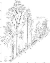 Image result for Anthospermum usambarense