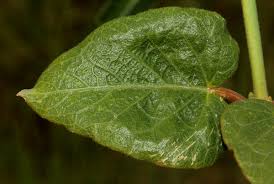 Image result for Orthanthera jasminiflora