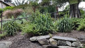 Image result for Cordyline stricta