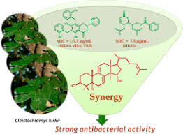 Image result for Cleistochlamys