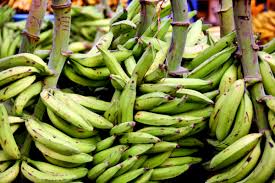 Resep pisang goreng tanduk garing yang lagi viral pisang tanduk : Which Banana Varieties Are Suitable For Banana Fritters Delishably