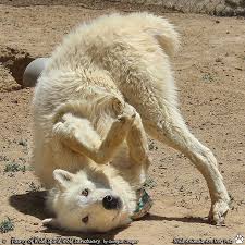 World Of Wolves Wolf Dog Wild Dogs Animals Beautiful