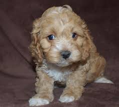 Read page pick the perfect breed. Cockapoopuppies Home Facebook
