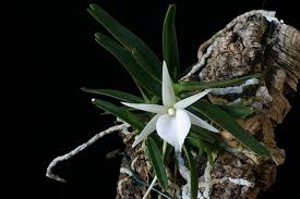 Image result for Angraecum