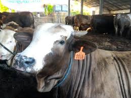 Lokasi kandang di chaah, labis.harga jual rm 4500.00 seekor. Embrio Dan Sperma Sapi Belgian Blue Dinilai Terlalu Mahal Bisnis Liputan6 Com