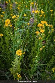 Image result for Diospyros consolatae-rotundifolia intermediates