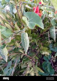 Image result for Kedrostis leloja