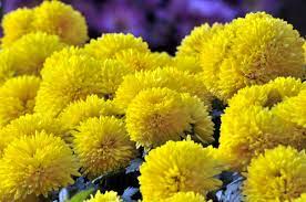 Yellow Chrysanthemum Flower Meaning Best Flower Wallpaper