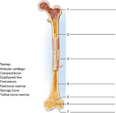 They are one of five types of bones: Solved Identify The Structures Indicated In Figures 12 8 12 9 Chegg Com
