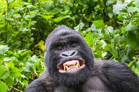 Image result for gorilla teeth