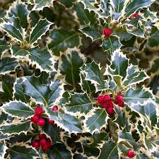 Check spelling or type a new query. Ilex Aquifolium Handsworth New Silver Variegated Female Holly Garden Plants