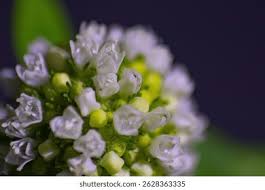 Image result for Spermacoce thymoidea