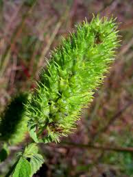 Image result for Cantinoa americana