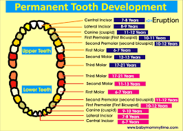 Baby Primary Permanent Tooth Eruption Chart