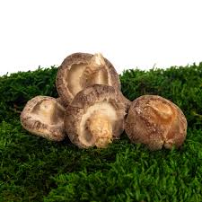Image result for Lentinus edodes